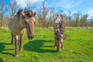 Horses in a field below a blue sky in a natural park in spring