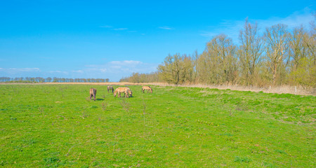 Horses in a field below a blue sky in a natural park in spring © Naj