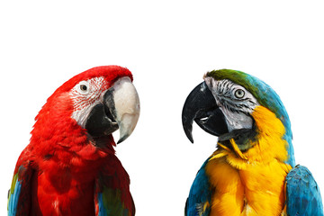Two beautiful macaws. Isolated