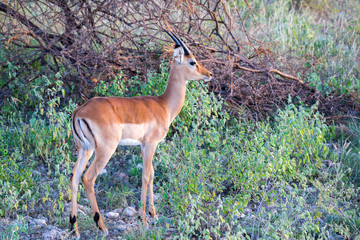 Native species of antelope in the meadow