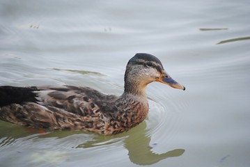 Canard