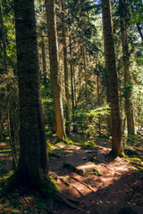 Obraz premium Footpath in the forest of the Caucasian mountains in the vicinity of Dombai. Summer day.