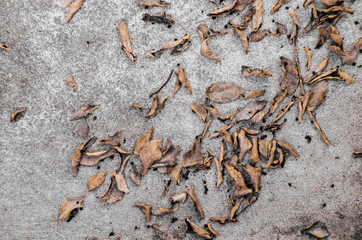 Dried leaf on concrete background