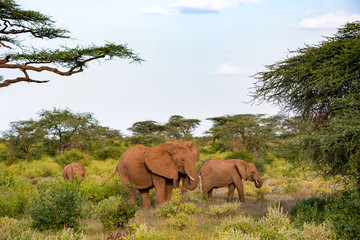 Fototapeta na wymiar An elephant family goes through the bushes