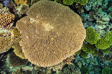 Coral reefs and water plants in the Red Sea, Eilat Israel