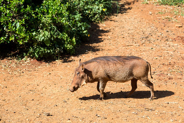 A warthog in the savannah of Kenya