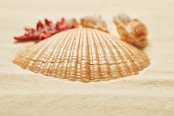 Fototapeta na wymiar selective focus of orange seashell on beach in summertime