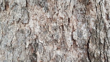 Rough skin of tree bark.