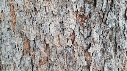 Rough skin of tree bark.