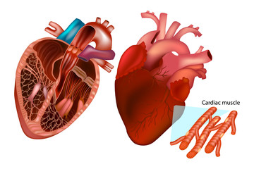 The human heart anatomy (Anterior View, Frontal section and cardiac muscle structure)