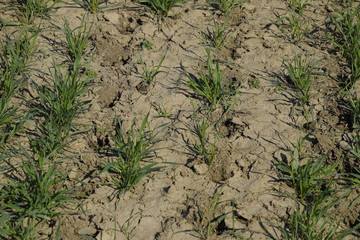 The field of winter wheat, making root dressing seedlings