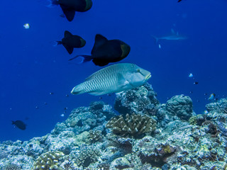 Obraz premium A Napoleon fish in blue water