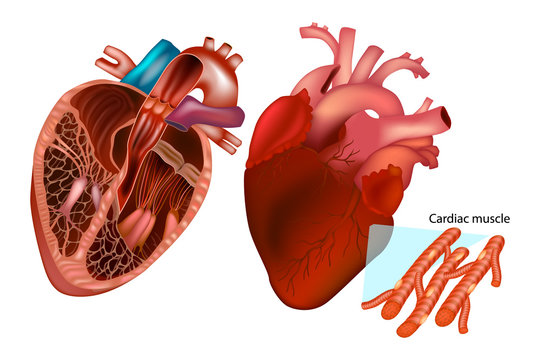 The human heart anatomy (Anterior View, Frontal section and cardiac muscle structure)