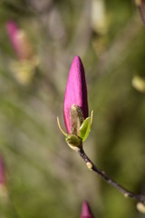 Magnolienknospe (Magnolia)