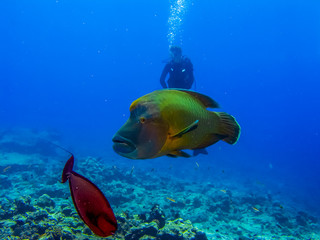 Giant Hump-Head with diver at coral reef