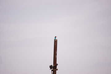 Kingfisher on a tower