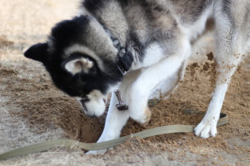 Fototapeta premium Black and white Husky walks in nature. Portrait of a dog. Details