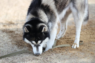 Black and white Husky walks in nature. Portrait of a dog. Details