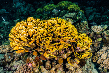 Coral reefs and water plants in the Red Sea, Eilat Israel