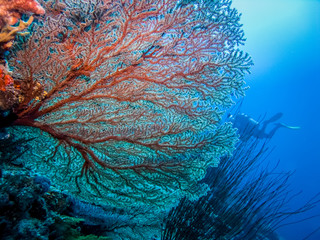 Corals at the bottom of the sea. 