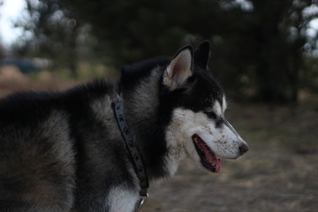 Black and white Husky walks in nature. Portrait of a dog. Details