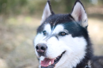 Fototapeta premium Black and white Husky walks in nature. Portrait of a dog. Details