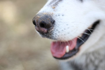 Obraz premium Black and white Husky walks in nature. Portrait of a dog. Details