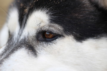 Black and white Husky walks in nature. Portrait of a dog. Details