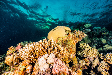 Naklejka premium Coral reefs and water plants in the Red Sea, Eilat Israel