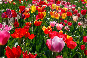 Tulips in different colors