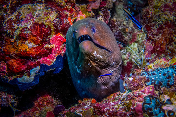 Giant Moray Eel (Gymnothorax javanicus) 