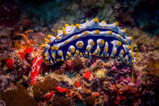 tropical reef worm
