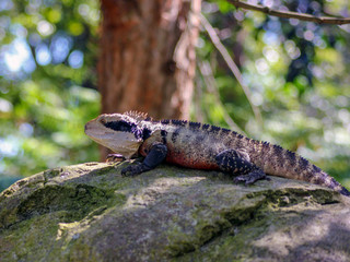 Iguana