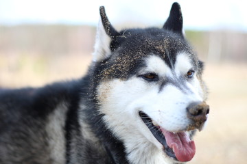 Black and white Husky walks in nature. Portrait of a dog. Details