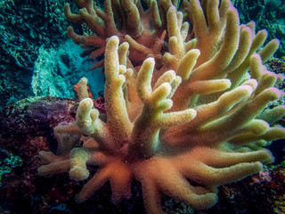 Corals at the bottom of the sea. 