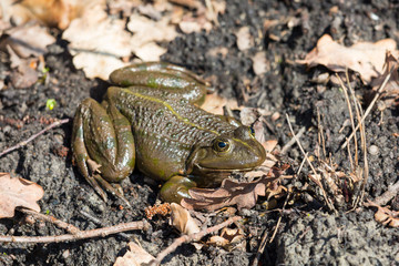 close view frog (rana esculenta) sitting on natural ground