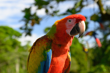 Portrait of sitting yellow breast Ara. (Ara ararauna).