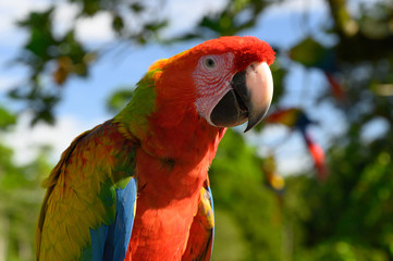 Portrait of sitting yellow breast Ara. (Ara ararauna).