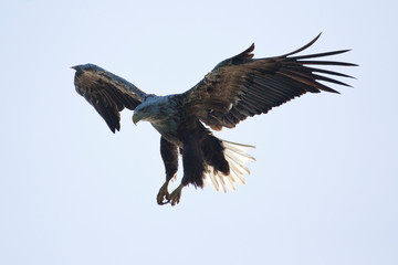 Freigestellter landender Seeadler mit ausgebreiteten Schwingen in der Seitenansicht vor hellblauem...