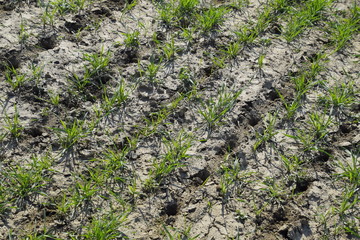 The field of winter wheat, making root dressing seedlings