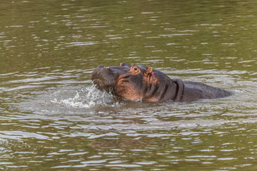 Nearly submerged hippotomus in blue water yawns wide open, showing all its teeth, facing mostly towards the camera, Ngorongoro Conservation Area, Tanzania