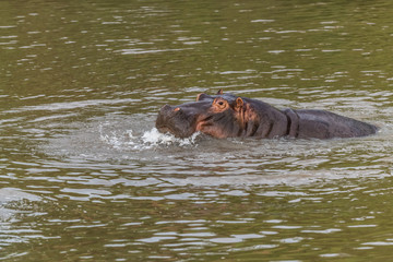 Fototapeta premium Nearly submerged hippotomus in blue water yawns wide open, showing all its teeth, facing mostly towards the camera, Ngorongoro Conservation Area, Tanzania