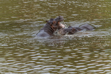 Fototapeta premium Nearly submerged hippotomus in blue water yawns wide open, showing all its teeth, facing mostly towards the camera, Ngorongoro Conservation Area, Tanzania