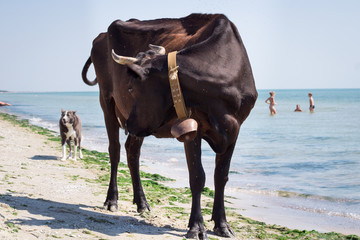 Thirsty domestic farm red black cow walks on sea coastal beach coastline among people and dogs