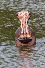 Fototapeta premium Nearly submerged hippotomus in blue water yawns wide open, showing all its teeth, facing mostly towards the camera, Ngorongoro Conservation Area, Tanzania