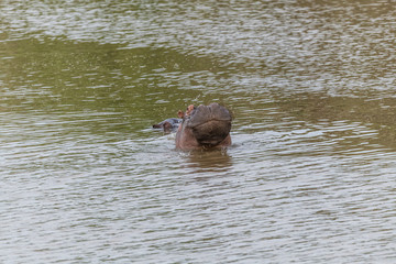 Nearly submerged hippotomus in blue water yawns wide open, showing all its teeth, facing mostly towards the camera, Ngorongoro Conservation Area, Tanzania