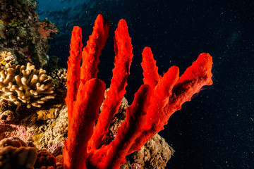 Fototapeta premium Coral reefs and water plants in the Red Sea, Eilat Israel