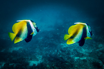 Butterfly fish