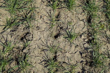 The field of winter wheat, making root dressing seedlings