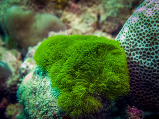 Coral polyps at the botom of the sea